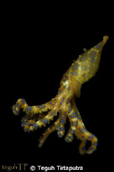 Blue Ringed Octopus, Canon EOS 400D, 100mm macro lens, Se... by Teguh Tirtaputra 
